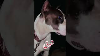 gultair dog viral videos [upl. by Westland907]