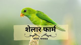 शेलार फार्म  Shelar Farms  Vernal Hanging Parrot  Marathi Birding Infovideo  मराठी माहितीपट [upl. by Light]