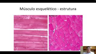 Histologia do tecido muscular [upl. by Syd]