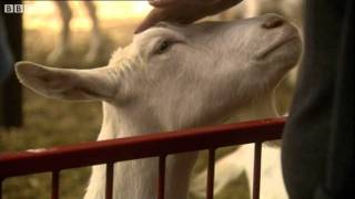 The Goats with Spider Genes and Silk in their Milk  Horizon Playing God  BBC Two [upl. by Deonne]