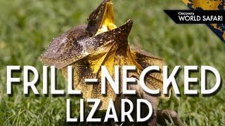 FrillNecked Lizards Wild Running Style [upl. by Stan]