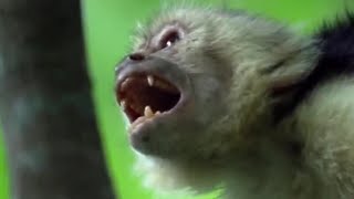 Fighting Monkeys  Clever Monkeys  BBC Earth [upl. by Nottnerb]