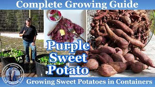 How to Grow amp Plant Sweet Potato Slips in Containers amp Beds [upl. by Ehtiaf]