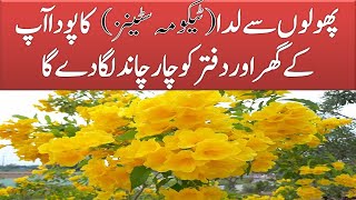 Tacoma Stans Flowering🌺🌹 plant in Pakistan amp India  Complete review [upl. by Reena]