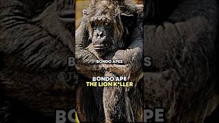 Joe Rogan Bondo Ape The Lion Killer joerogan chimpanzee [upl. by Yenwat]