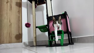 Gimnasio para gatos 4 SHORTS [upl. by Foah]