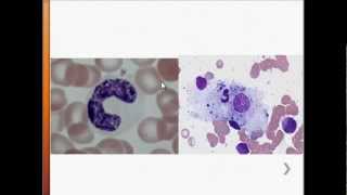 USMLE Immunology  Macrophages  Overview [upl. by Annelise]