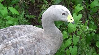 Cape Barren Goose [upl. by Halverson]