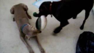 Weimaraner Vs Chocolate Lab Tug of WAR [upl. by Henriques]