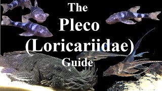 A Guide to Plecos L Numbers and Loricariidae for Fishkeepers [upl. by Anele]