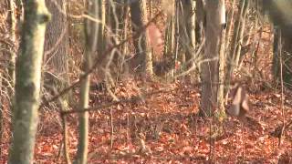 Levi Morgan  Big Buck Down in Ohio [upl. by Siegler]