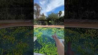 Surprising my dog with 10000 Tennis Balls for Christmas👀🐶 [upl. by Arraic]