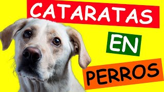 CATARATAS EN PERROS Recupera la Visión y la Felicidad de tu Compañero Canino [upl. by Toomin]