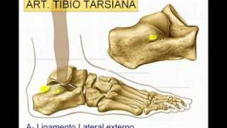 Articulacion del Tobillo Diagnostico x [upl. by Dietz]