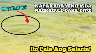 NAPAKARAMING MGA ISDA NAGKAGULO ITO PALA ANG SALARIN [upl. by Arres]