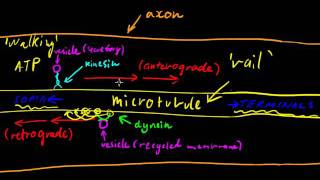 Part 3  Axonal Transport [upl. by Adnahc]