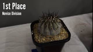 Cactus Identification Copiapoa  Copiapoa cinerea [upl. by Royce]