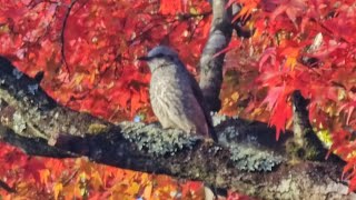 Browneared Bulbul [upl. by Tuchman820]