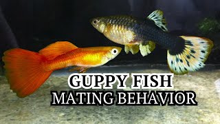 Guppy Experiment Mating Behavior [upl. by Atniuqal556]