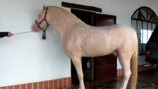 Caballo semental PORTUGUESHISPANO albino impresionante OJOS AZULES [upl. by Anna-Maria]