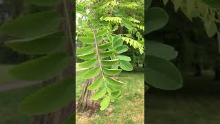 Black locust  leaves  June 2019 [upl. by Eednar947]