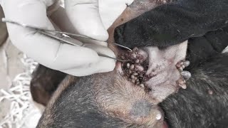 How To Removing Ticks From Dog In Village  Dog Ticks Removing  Many Big Ticks Cleaning All EP23 [upl. by Lubow]