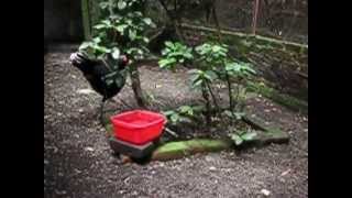 razor billed curassow [upl. by Clancy949]