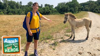 Goldschakal gesichtet  Reportage für Kinder  Anna und die wilde Herde  03 [upl. by Berke428]