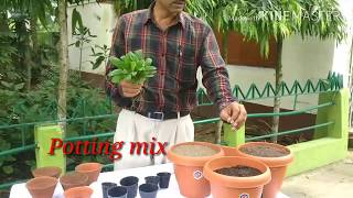 How to grow and care Bryophyllum  the miracle plant [upl. by Tteragram]