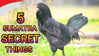 5 secret things about SUMATRA chickens that you have to know [upl. by Ikiv484]