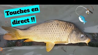 PECHE DE LA CARPE  TOUCHES EN DIRECT [upl. by Eliason]