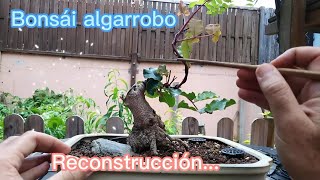 BONSAI ALGARROBO 🌻🌿 Ceratonia siliqua RECONSTRUCCIÓN [upl. by Chapman]