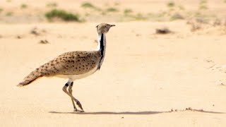 Houbara Bustard  The Asian Houbara Bustard  Endangered Desert Bird [upl. by Haliled53]