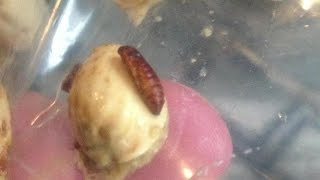 Maggots In My Wonderful Pistachios [upl. by Ignatzia]