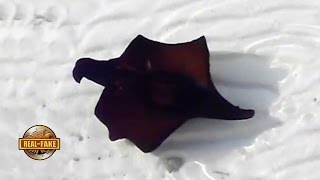 A BATMAN FISH real or fake [upl. by Nehtiek]