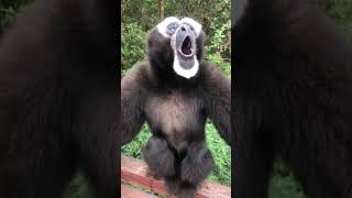 HOWLING GIBBONS COLLECTION gibbon howling cute wildlife comedy funny funnyanimal shorts [upl. by Opportina]