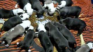 AMERICAN PITBULL PUPPIES 1ST GRUB [upl. by Alekin]