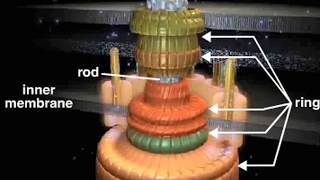 bacterial flagellum [upl. by Repsaj]