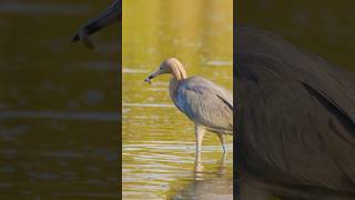 Reddish egret hunting shorts nature wildlife birds realflorida meditation birdwatching zen [upl. by Standush645]