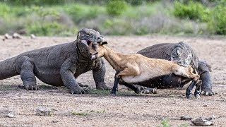 KOMODO VS DEER  Komodo Dragon Hunting Deer In Water [upl. by Gaskill]