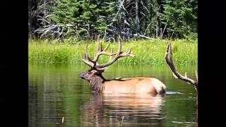 wapiti elk Zoo sauvage de St Félicien2 [upl. by Agle]