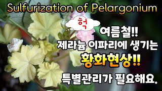 Pelargonium chlorosis etiolation 여름철 제라늄 이파리에 생기는 황화현상 원인증상특별관리 [upl. by Lechar492]