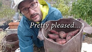 Wow Harvesting Sweet Potatoes in Fabric Pots [upl. by Coffeng]