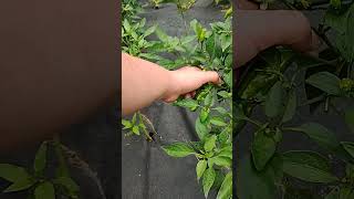 picking shishito peppers 🌶️🫑 fruitpicking shortvideo garden harvesttime new farming notalking [upl. by Asennav4]