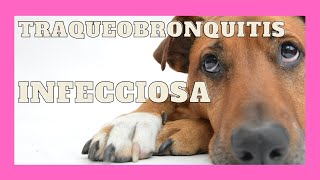 Traqueobronquitis infecciosa en perros [upl. by Nobell]