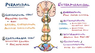 Extrapyramidal and Pyramidal Tracts  Descending Tracts of the Spinal Cord  Includes Lesions [upl. by Ziagos73]