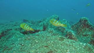 【映像記録】伊豆の沖縄化？ もはや普通種となってきたヒブダイを見る Is this Okinawa Seeing the now common Bluebarred parrotfish [upl. by Salli658]