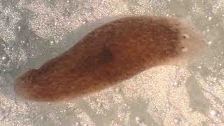 Planaria Flatworm Regeneration amp Movement [upl. by Demmahom]