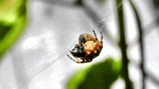 Araneus diadematus eating prey [upl. by Karli]