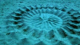 Puffer Fish Creates This Blue Water Art [upl. by Hesta238]